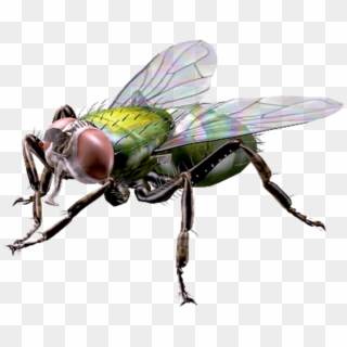 Big Houseflyfreetoedit - House Fly Clipart