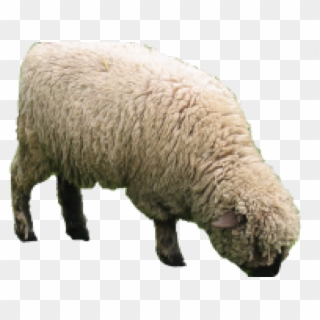 Sheep Png Transparent Images - Sheep Png Clipart