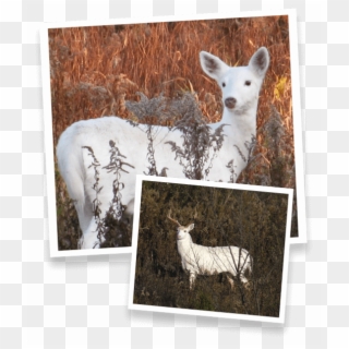 The Future Of The Deer, As Well As The Rest Of The - White Deer Clipart