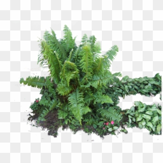 Download Ferns Latest - Fern Png Clipart