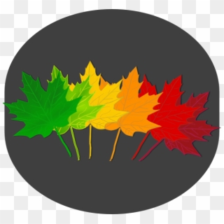 Maple Shades Clipart Png , Png Download - Maple Transparent Png