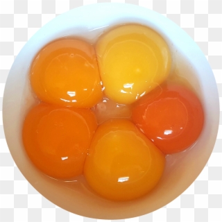 Are Fresh Eggs Really Clipart