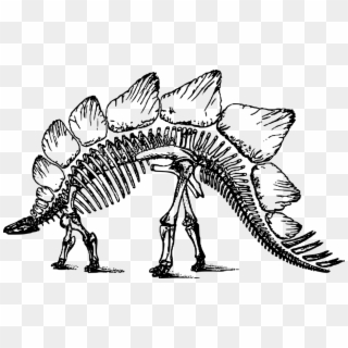 Bone, Dinosaur, Skeleton, Stegosaurus - Stegosaurus Skeleton Clipart