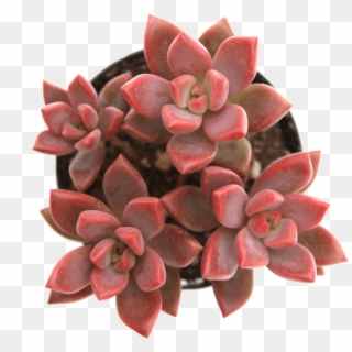 Graptosedum Vera Higgins Succulents - Graptosedum Alpenglow Vera Higgins Clipart