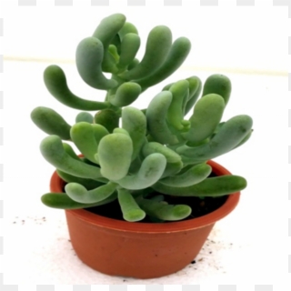 Sedum Allantoides Succulent Plant - Flowerpot Clipart