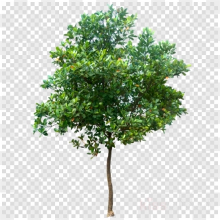 Oak Tree Png , Png Download Clipart