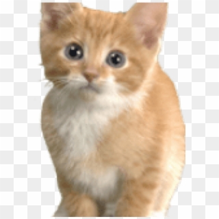 Transparent Image Of Kitten Clipart
