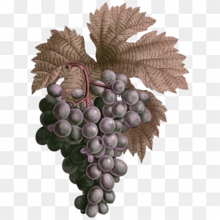 Grapes - Seedless Fruit Clipart