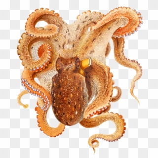 Octopus Png Image - Octopus Clipart