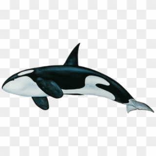 Killer Whale Png Clipart