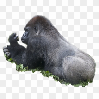 Ape Png - Western Lowland Gorilla Clipart