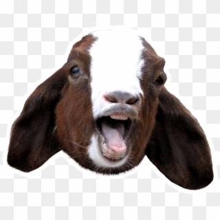 Goat Scream - - Goat Sound Clipart