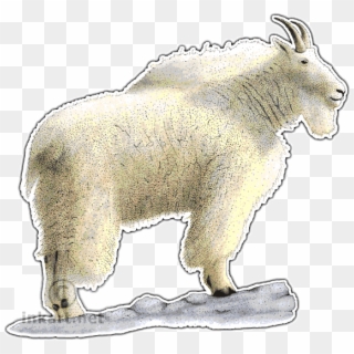 Rocky Mountain Goat Decal - Mountain Goat Clipart