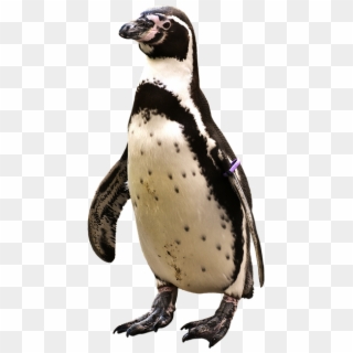 Penguin Png - Pingvin Png Clipart