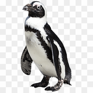 700 X 700 1 - African Penguin Png Clipart