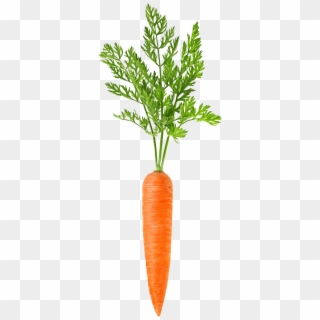 #codevember 03 - Carrot - Carrotsplosion - Carrot Png Clipart