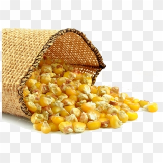 Corn Png - Maize Oil Clipart