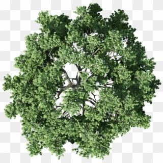 Shrub Png For Free Download On - Tree Floor Plan Png Clipart