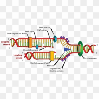 Dna Replication - Enzyme Is Involved In Transcription Clipart