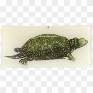 Eastern Box Turtle Clipart