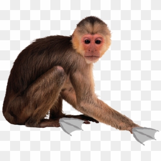 778 X 699 1 - Monkey Png Clipart