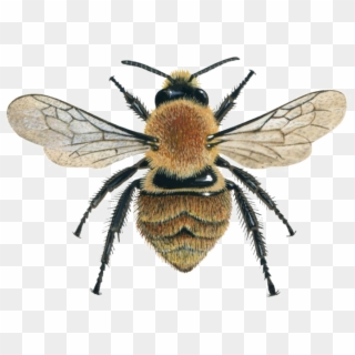 Bee Png Image File - Honey Bee From Above Clipart