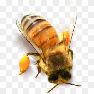 Bee Png Clipart - Honey Bee Png Transparent Png