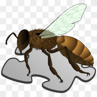 Bee Png Picture - Three Body Parts Of A Honey Bee Clipart