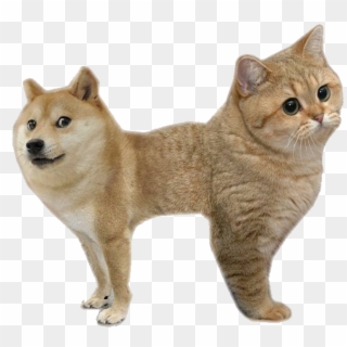 [ Img] - Cat Doge Clipart