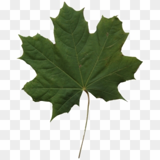 Leaf Texture Png - Leaf Clipart