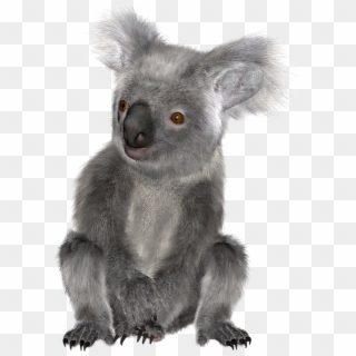 Download Png Image Report - Koala Clipart