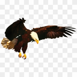 News Eagle & New Merchandise Coming Soon Eagle , Png Clipart
