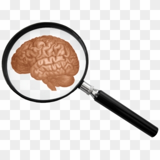 Human Science - Brain And Magnifying Glass Clipart