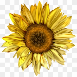 1014 X 1024 1 - Sunflower Png Clipart