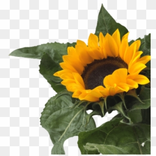 Free Png Download Sunflower Png Tumblr Png Images Background - Sunflower Png Clipart