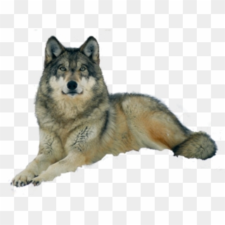 Captive Grey Wolf, Canis Lupus Clipart
