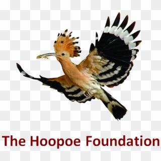 Hoopoe Bird Clipart