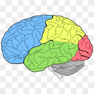 Brain Png High-quality Image - Lobes Of The Brain Clipart