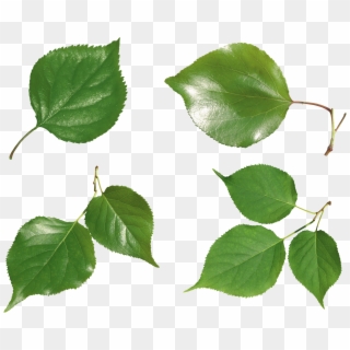 Green Leaf Png - Листья Зеленые В Пнг Clipart