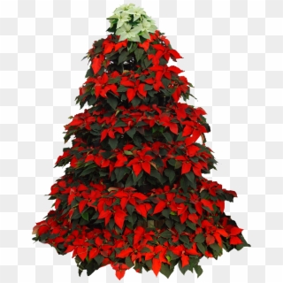 1965 X 2394 0 - Christmas Tree Png In Red Clipart