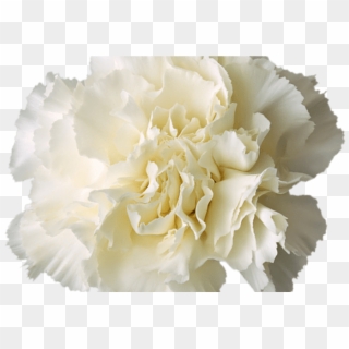 White Transparent Flower Crown - White Carnation Flower Transparent Clipart
