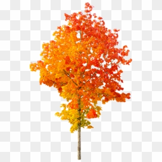 Nature, Autumn, Tree, Fall Foliage, Leaves, Golden, - Cartoon Autumn Trees Clipart