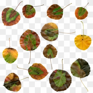 Autumn, Leaves, Autumn Leaves, Foliage, Red, Color - Autumn Clipart