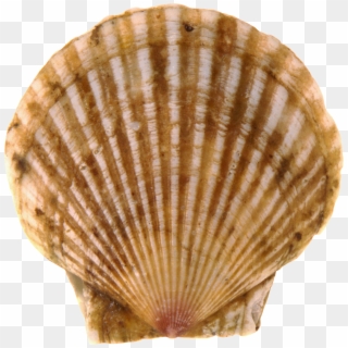 Seashell Png - Vieiras Png Clipart
