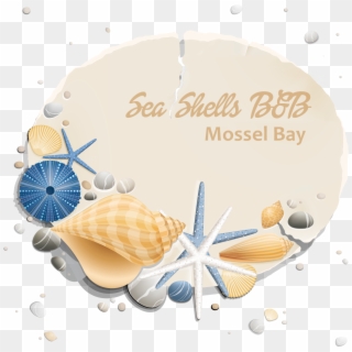 Mossel Bay Sea Shells B&b - Sand Dollar Clipart