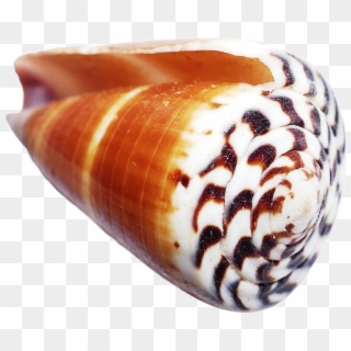 Sea Ocean Shell Shells, Conch Shells, Seashells, Sea - Shell Clipart