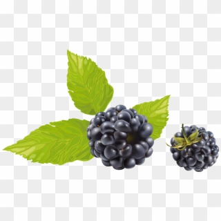 Blackberry Png - Blueberry Vector Clipart