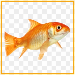 Png Library Download Amazing No Don U Make Me Leave - Am A Fish Clipart