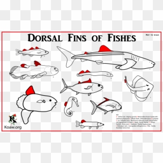 Dorsal Fin With Multiple Species - Types Of Pectoral Fins Clipart