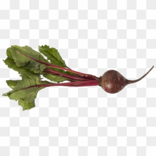 Beet Png - Beet With Roots Clipart